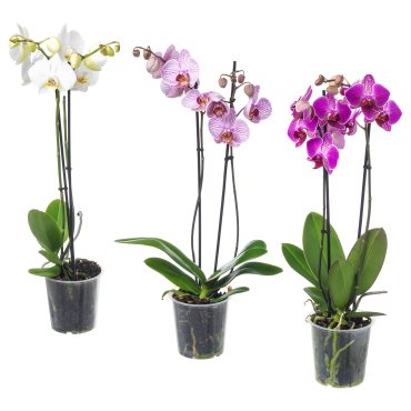 PHALAENOPSIS, Φυτό, Ορχιδέα 2 βλαστοί, 103.033.65