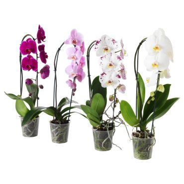 PHALAENOPSIS, potted plant,  Orchid/cascade 1 stem, 803.291.64
