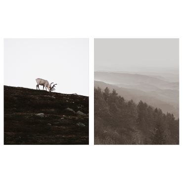 PJÄTTERYD, πίνακας/τάρανδος, 2 τεμ. 40x50 cm, 005.835.59