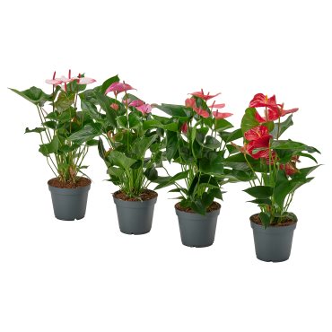 ANTHURIUM, φυτό σε γλάστρα/Ανθούριο, 17 cm, 006.041.37