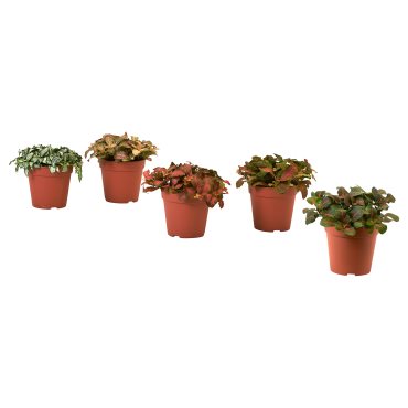 FITTONIA, potted plant/mosaic plant, 12 cm, 106.041.32