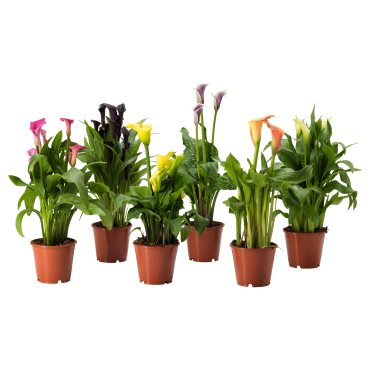 ZANTEDESCHIA, potted plant/Calla, 14 cm, 205.982.39