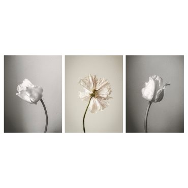 PJÄTTERYD, picture/in bloom/3 pack, 30x40 cm, 305.681.14