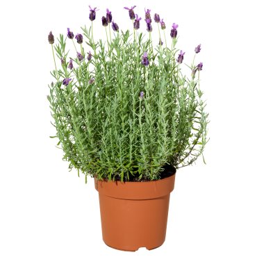 LAVANDULA, potted plant/lavender, 15 cm, 305.982.34