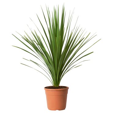 CORDYLINE INDIV, φυτό σε γλάστρα/δράκαινα, 17 cm, 306.041.31