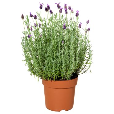 LAVANDULA, φυτό σε γλάστρα/Λεβάντα, 15 cm, 405.746.33
