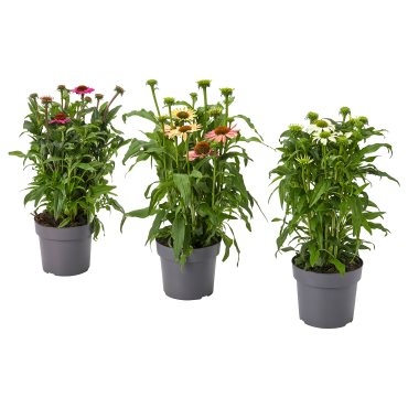 ECHINACEA, φυτό σε γλάστρα/κωνοφόρο άνθος, 17 cm, 405.923.83