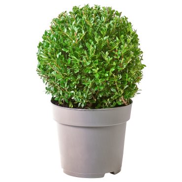 ILEX, potted plant/box-leaved holly, 21 cm, 505.982.33