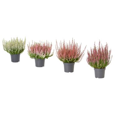 CALLUNA, φυτό σε γλάστρα/ερείκι, 13 cm, 506.041.30