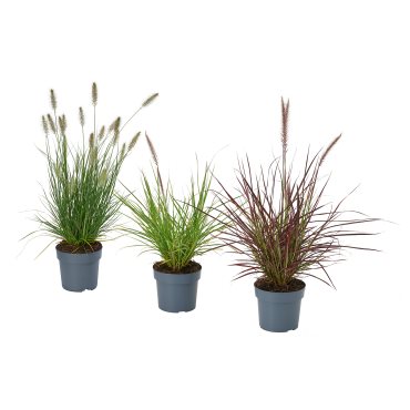 PENNISETUM, φυτό σε γλάστρα/πενισέτο, 17 cm, 605.923.82