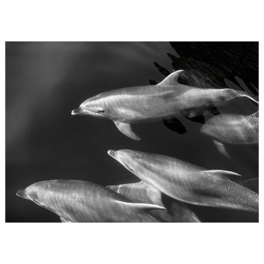 BJORKSTA, picture/Dolphins, 140x100 cm, 705.277.15