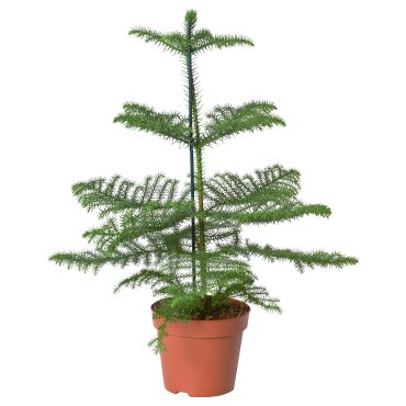 ARAUCARIA, potted plant/Norfolk island pine, 17 cm, 706.126.00