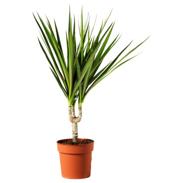 DRACAENA, potted plant/Dragon tree, 9 cm, 805.986.89