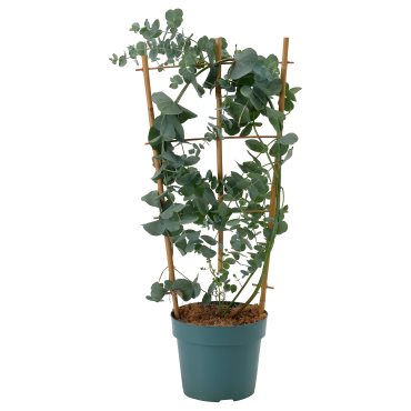 EUCALYPTUS/ANTH, φυτό σε γλάστρα/ευκάλυπτος, 17 cm, 806.041.38