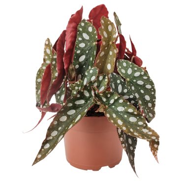 BEGONIA MACULATA, φυτό σε γλάστρα/μπιγκόνια, 12 cm, 905.982.31