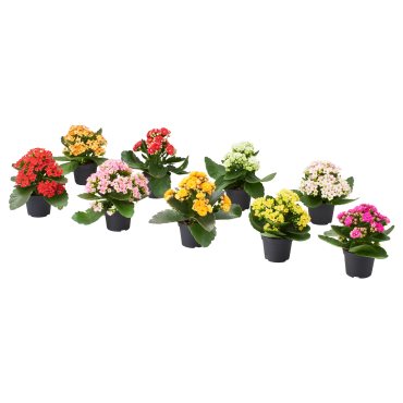 KALANCHOE, potted plant/Flaming Katy, 6 cm, 906.041.33