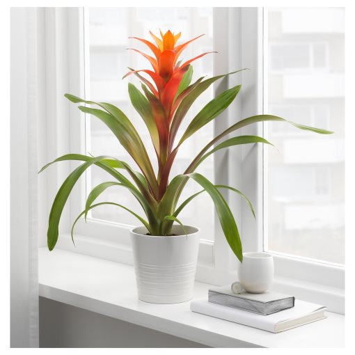 BROMELIACEAE, potted plant, Bromeliad, 102.546.85