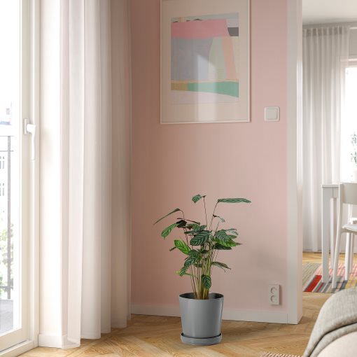 CALATHEA, Φυτό, 102.588.29