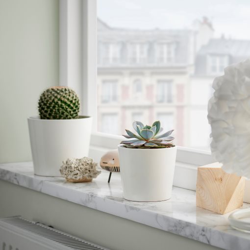 SUCCULENT, Φυτό, 103.110.06