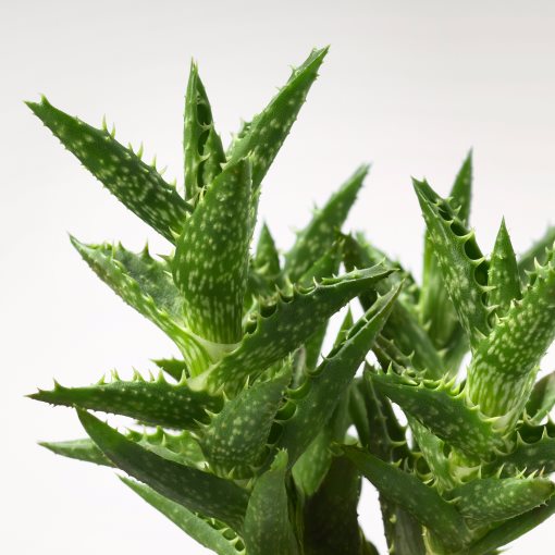 SUCCULENT, Φυτό, 103.110.06