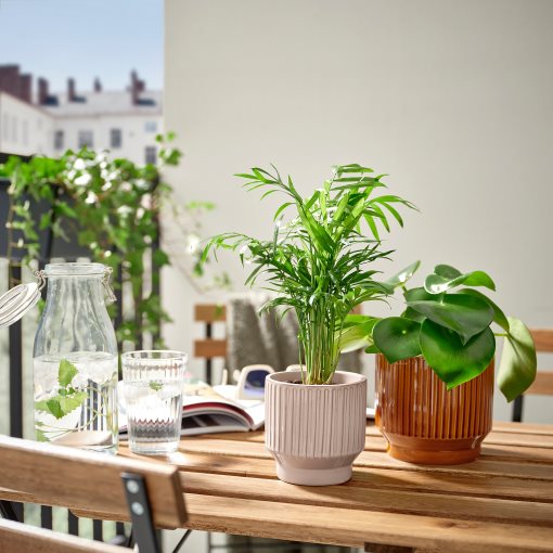 HONUNGSPALM, plant pot in/outdoor, 9 cm, 105.957.88