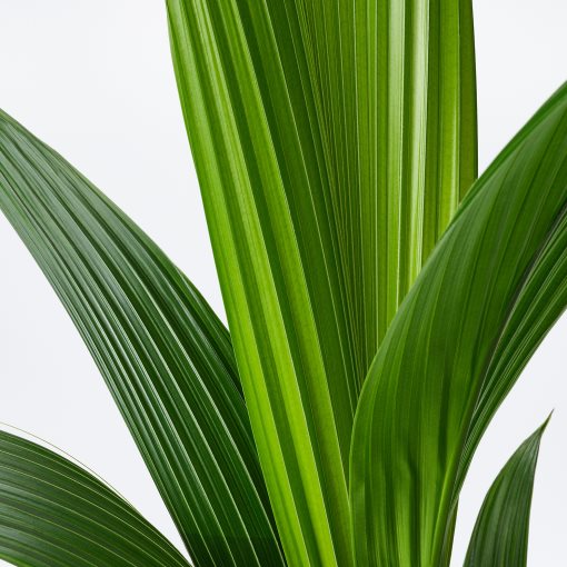 COCOS NUCIFERA, φυτό σε γλάστρα 19 cm, Κοκοφοίνικας, 201.674.85