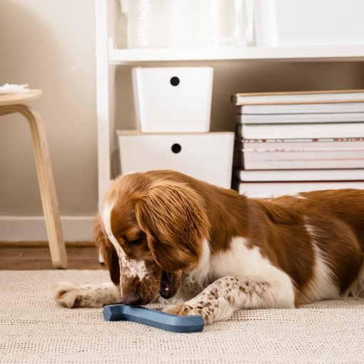 UTSADD, dog toy, 205.692.13