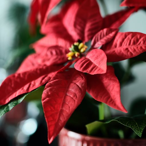 VINTERFINT, τεχνητό φυτό σε γλάστρα, εσωτερικού/εξωτερικού χώρου Αλεξανδρινό, 12 cm, 206.065.74