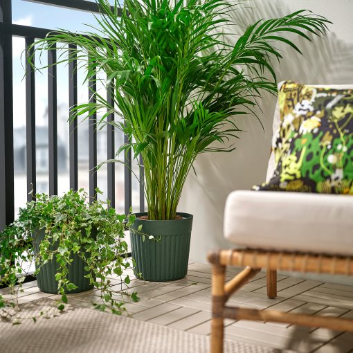 FRÄKENVÄXT, plant pot in/outdoor, 24 cm, 206.108.73