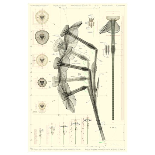 BILD, πόστερ/Νάρκισσος, 61x91 cm, 305.788.82