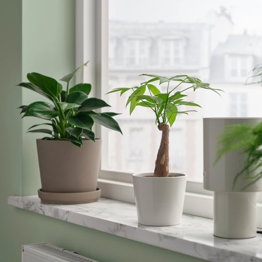 PACHIRA, φυτό σε γλάστρα/Καστανιά Γουινέας, 9 cm, 305.986.96