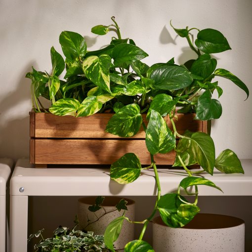 STJÄRNANIS, ζαρντινιέρα εξωτερικού χώρου, 43x15 cm, 306.120.27