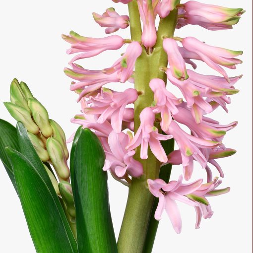 HYACINTHUS, potted plant, 12 cm, 306.127.63