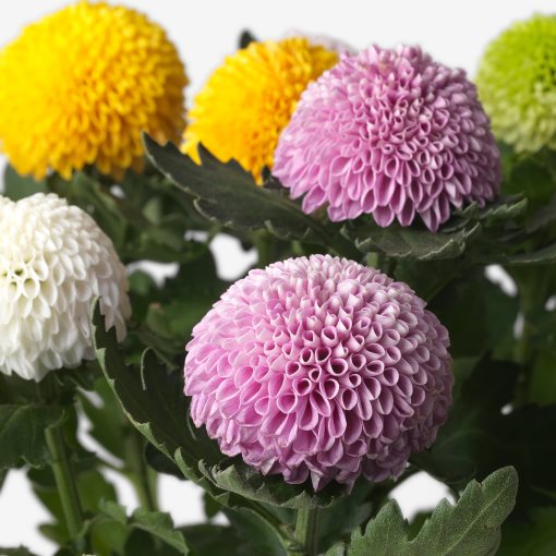 CHRYSANTHEMUM, φυτό σε γλάστρα/Χρυσάνθεμο, 14 cm, 306.293.77