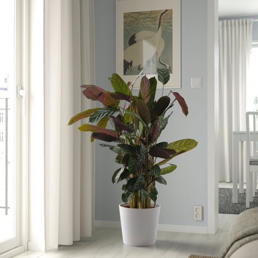 SOJABÖNA, κασπό, 24 cm, 405.335.86