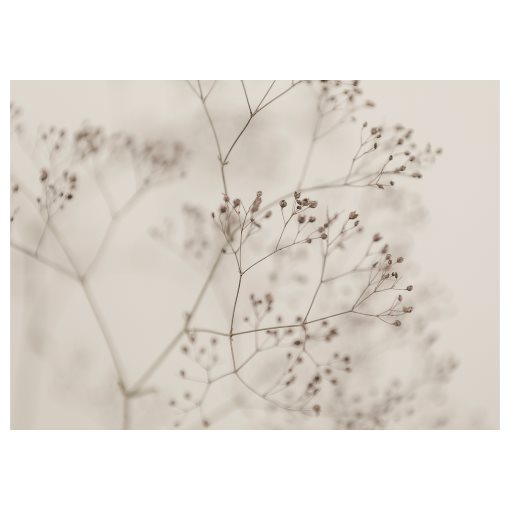 BJÖRKSTA, picture/flowers-close up, 140x100 cm, 405.789.14