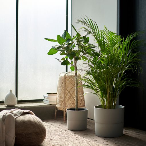 DYPSIS, potted plant, Areca palm, 468.040.05