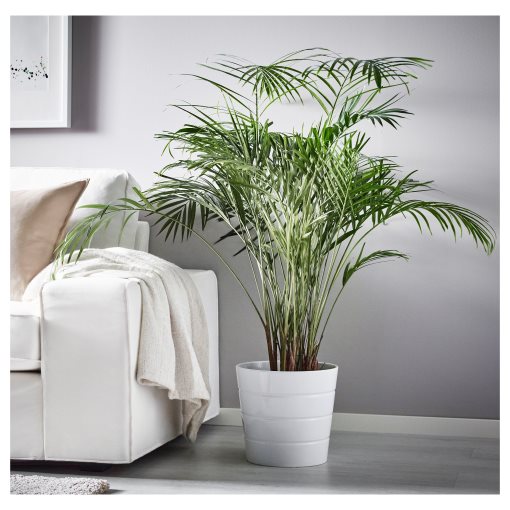 DYPSIS, potted plant, Areca palm, 468.040.05