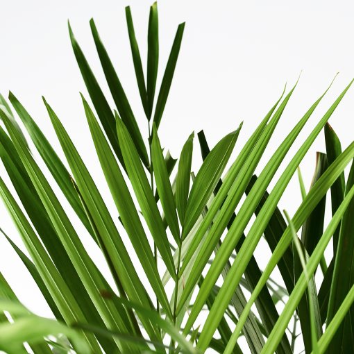 DYPSIS, potted plant, Areca palm, 468.040.05