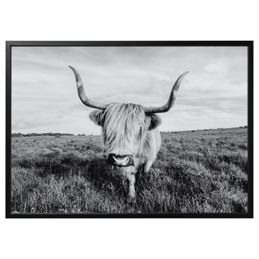 BJÖRKSTA, picture with frame/curious cow, 140x100 cm, 495.089.12