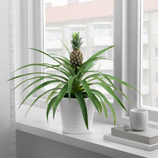 ANANAS, φυτό σε γλάστρα/Ανανάς, 12 cm, 505.281.79