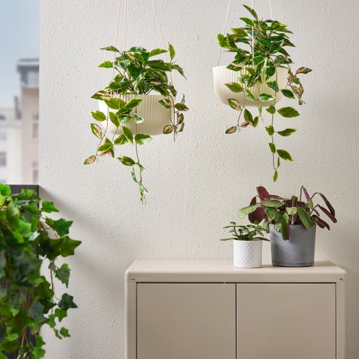 FEJKA, artificial potted plant/in/outdoor Wax plant/hanging, 15 cm, 505.379.99