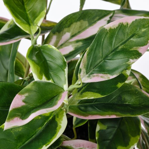 FEJKA, artificial potted plant/in/outdoor Wax plant/hanging, 15 cm, 505.379.99