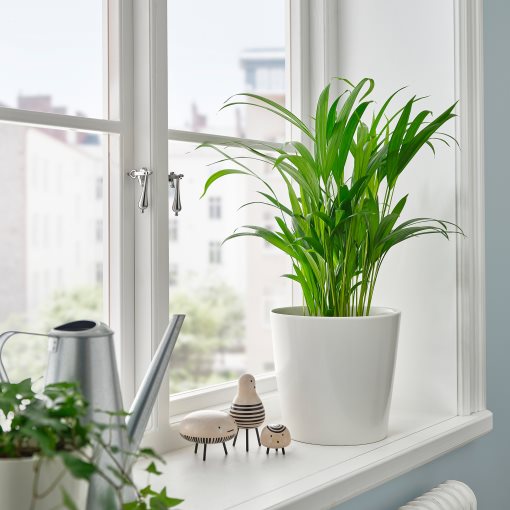 DYPSIS LUTESCENS, φυτό σε γλάστρα/αρέκα, 17 cm, 505.986.95