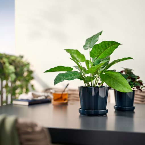 FEJKA, artificial potted plant in/outdoor/calathea, 12 cm, 506.008.63