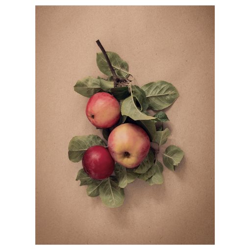 PJÄTTERYD, picture/leaves with apples, 30x40 cm, 605.835.61