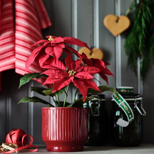 VINTERFINT, κασπό εσωτερικού/εξωτερικού χώρου, 12 cm, 606.078.59