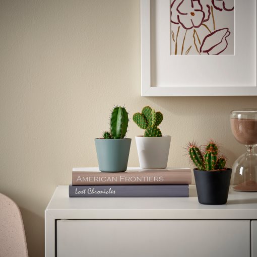 CACTACEAE, φυτό σε γλάστρα με κασπό, κάκτος , 3 τεμ., 704.020.32