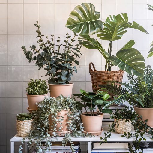 FEJKA, artificial potted plant in/outdoor, Clusia 12 cm, 704.933.48