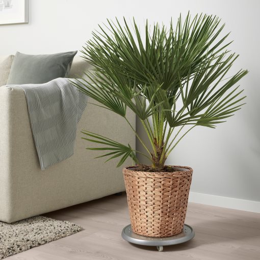 FRIDFULL, κασπό, 24 cm, 705.134.12